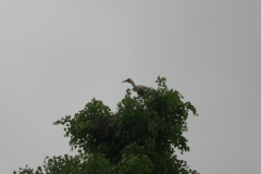 DSCN2211