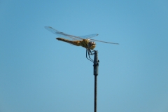 DSCN0086