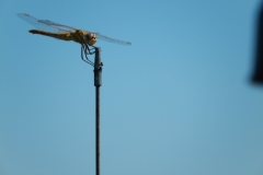 DSCN0087